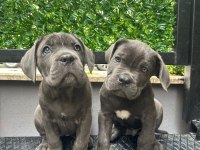 Irk garantili 2 aylık erkek ve dişi cane corso
