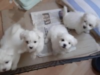 Mini Boy Maltese Yavrular