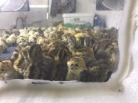 Bıldırcın Yumurta Civciv Ve Anaç