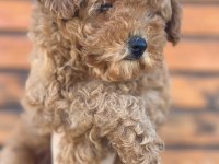 Toy poodle yavruları