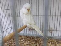 Orjinal Jumbo Muhabbet Kuşu Yavrular