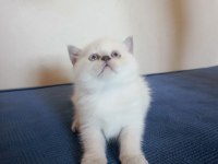 Sevimli British Yavrularımız Yeni Yuvalarını Arıyor