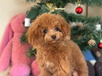 Mini Teddy Poodle