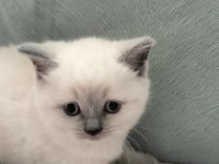Safkan British Shorthair Yavrularım Yeni Yuvalarını Bekliyor
