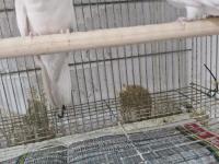 Sultan Papağanı Takım