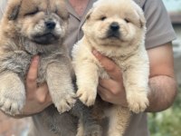 50 günlük çin aslan yavrularımız