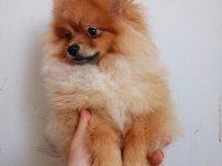 Pomeranian Erkek 5,5 Aylık