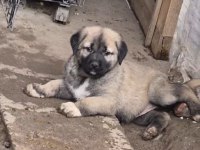 60 günlük safkan kangal yavrular