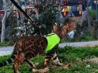 Safkan wcf şecereli gold-brown bengal henüz iki aylik