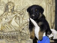 Safkan alman kurdu yavru köpekler