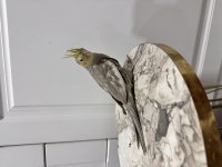 Üreticiden Sultan Papağanı (₺)