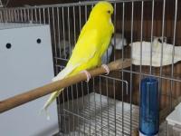 Jumbo muhabbet kuşu