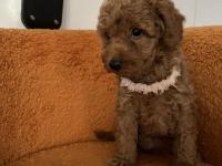 Toy Poodle Bebek Köpeklerim