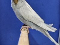 Yeni yeme düşen muhabbet kuşu jumbo yavrular