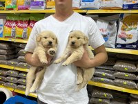 Golden Retriever Adrese Teslim Ve Kapıda Ödeme Mevcuttur