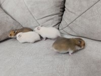 Yavru Suriye Hamsterleri