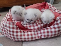 Özel Scottish Fold Yavrular