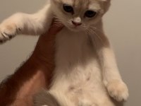 Şecereli Babadan Orj British Shorthair