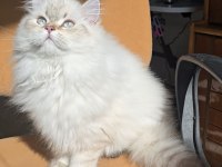British longhair erkek 4.5 aylık