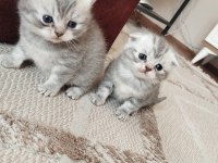 Longhair Ve Shorthair Tabby Yavru Kedilerimiz