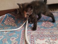 Yavru Kedilere Yuva Arıyoruz