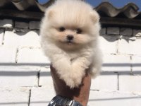 Pomeranian boo yavru köpeğimiz