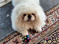 Gerçek İmperial Pekinezler