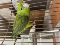 İlgi Delisi Erkek Forpus