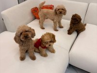 Safkan Toy Poodle Yavruları Ve Mikro Chipli Tüm Aşıları Tam