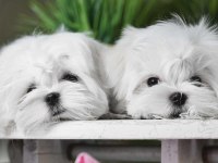 Korean Maltese Terrier