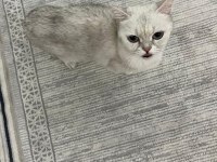 2 Yaşında Dişi Tüm Aşıları Yapılmış Kızana Gelmek Üzere British