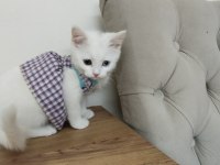 3 Aylık British Shorthair Beyaz