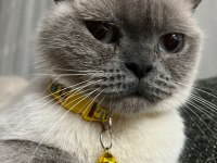 Ücretsiz Sahiplendireceğim Çok Uslu Ve Sakin Bir Kedidir