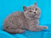 Scottish Yavrular Sahibinden