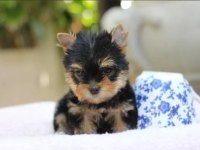 Sevimli yorkshire terrier yavruları