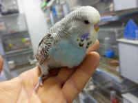 Orjinal jumbo muhabbet kuşu yavrular