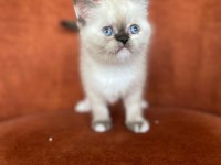 Brıtısh Shorthair Blue Point Dişi