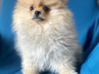 Mini boy pomeranian boo kızım