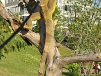 Çipli evraklı iguana