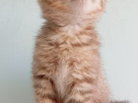 Golden Tabby Dişi British
