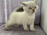 2 aylık scottish fold blue point yavrular