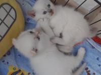 Yavru bluepoint british shorthair