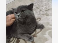 Acil Sahiplendirilecek British Shorthair