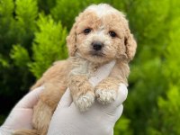 Kampanyalı Poodle Bebekler