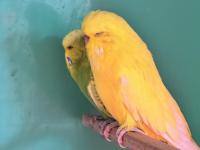 Jumbo Muhabbet Kuşu Çifti