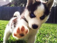 Sibirya Kurdu Mavişler Can Yakıyor