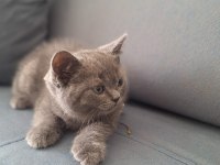 British Yavru Kediler