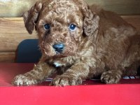 Yasal Üreticiden Saf Kan Poodle Yavrular