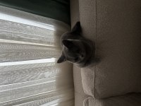 Turşu Kız British Shorthair 7 Aylık Her Şeyi Tam