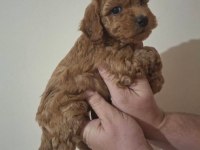 Anne Altından 2 Aylık Poodle Yavrular